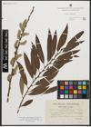 Foto von Salix sericans Tausch